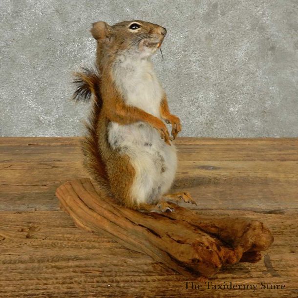 Red Squirrel Life-Size Mount For Sale #16790 @ The Taxidermy Store