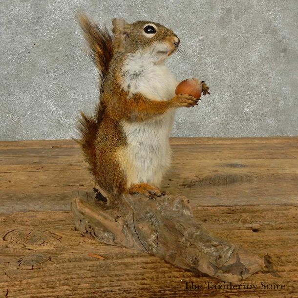Red Squirrel Life-Size Mount For Sale #16791 @ The Taxidermy Store