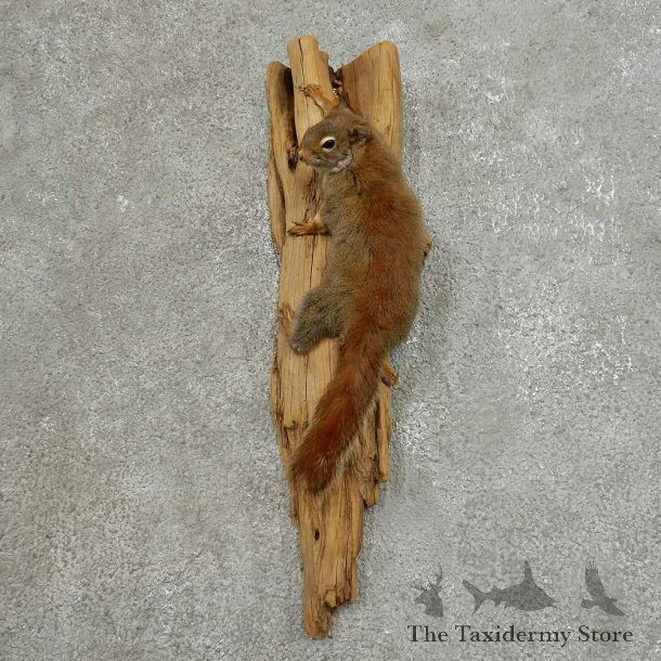 Red Squirrel Life-Size Mount For Sale #16856 @ The Taxidermy Store