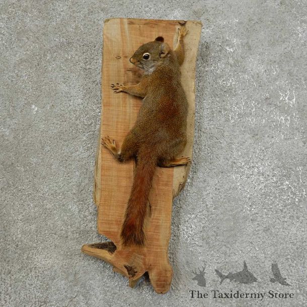 Red Squirrel Life-Size Mount For Sale #16857 @ The Taxidermy Store