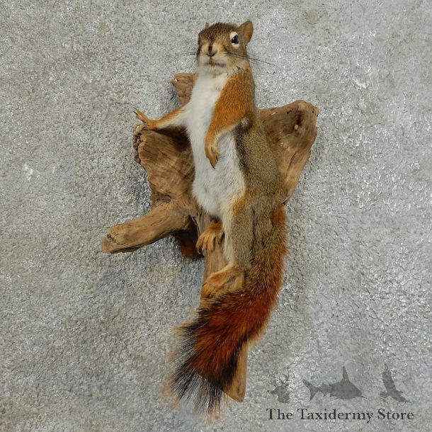 Red Squirrel Life-Size Mount For Sale #16858 @ The Taxidermy Store