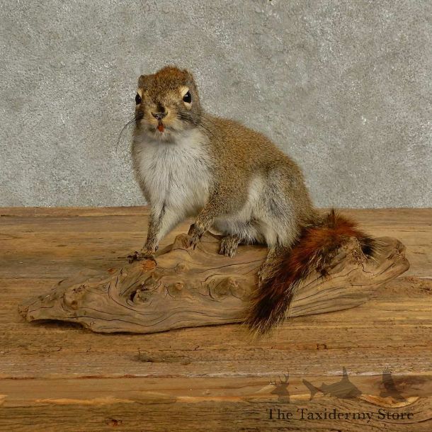 Red Squirrel Life-Size Mount For Sale #16937 @ The Taxidermy Store