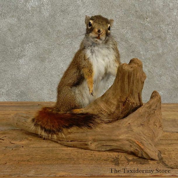 Red Squirrel Life-Size Mount For Sale #16938 @ The Taxidermy Store