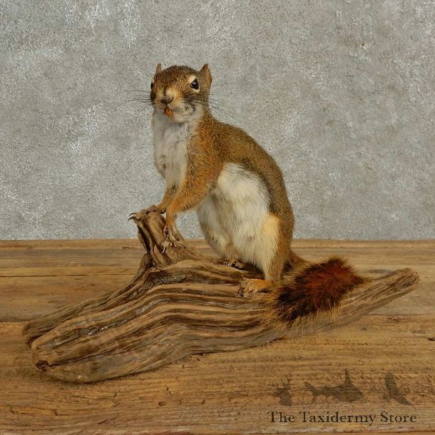 Red Squirrel Life-Size Mount For Sale #16939 @ The Taxidermy Store