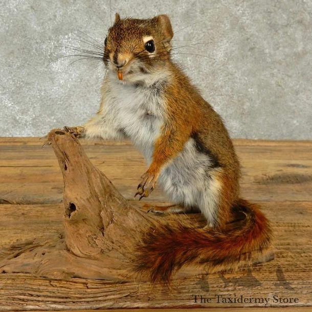 Red Squirrel Life-Size Mount For Sale #16940 @ The Taxidermy Store