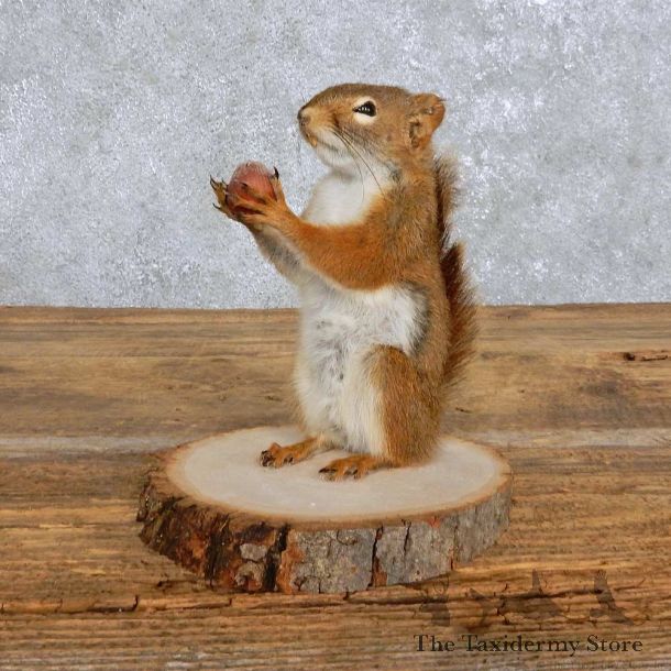 Red Squirrel w/ Acorn Mount For Sale #14179 @ The Taxidermy Store