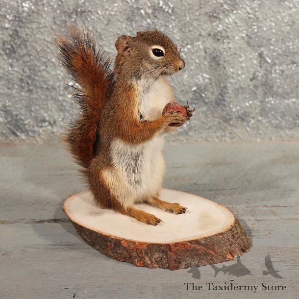 Novelty Canoe Red Squirrel #11471 - For Sale - The Taxidermy Store