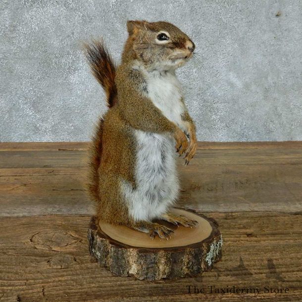Standing Red Squirrel Life Size Mount #13432 For Sale @ The Taxidermy Store