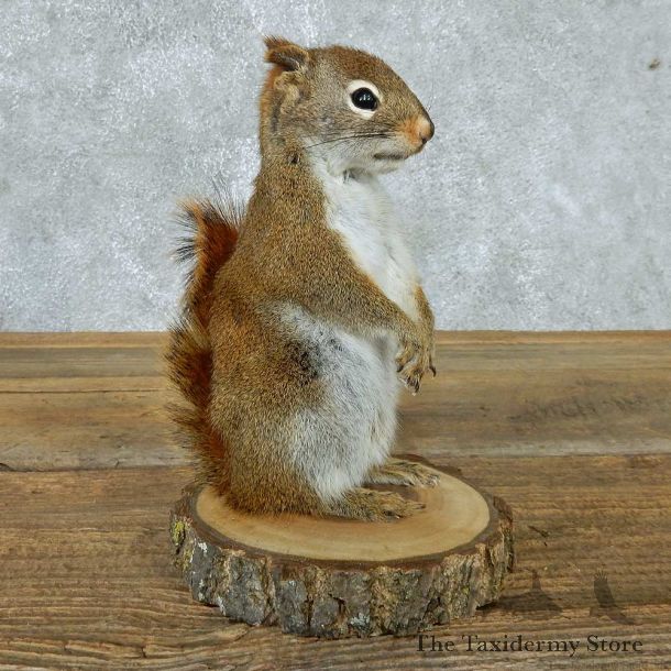 Standing Red Squirrel Life Size Mount #13433 For Sale @ The Taxidermy Store