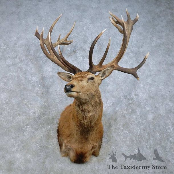 Red Deer Stag Shoulder Mount For Sale #15023 @ The Taxidermy Store