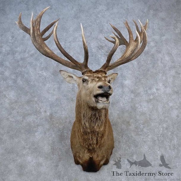 Red Stag Shoulder Mount For Sale #15682 @ The Taxidermy Store
