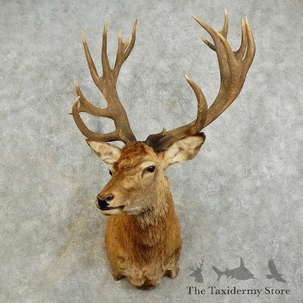 Red Stag Shoulder Mount For Sale #16027 @ The Taxidermy Store