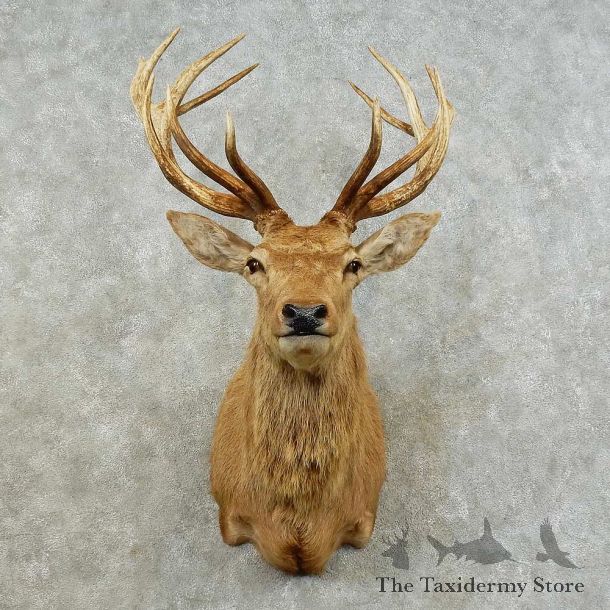 South Pacific Red Stag Shoulder Mount For Sale #16238 @ The Taxidermy Store