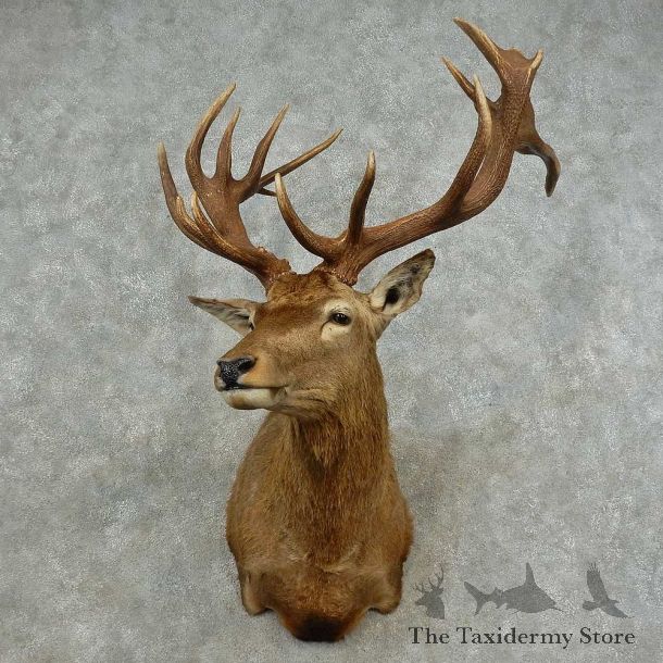 Red Stag Shoulder Mount For Sale #16724 @ The Taxidermy Store