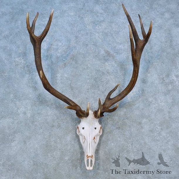Red Stag Skull Antler European Mount For Sale #15520 @ The Taxidermy Store