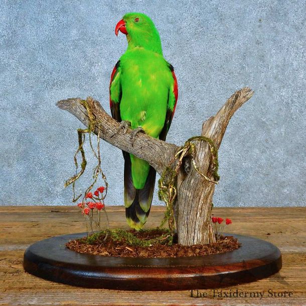 Red Wing Parrot Bird Mount For Sale #15559 @ The Taxidermy Store