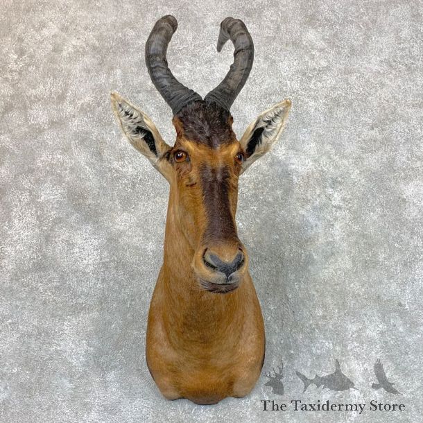 Red Cape Hartebeest Shoulder Mount For Sale #23542 @ The Taxidermy Store