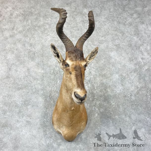 Red Cape Hartebeest Shoulder Mount For Sale #26051 @ The Taxidermy Store