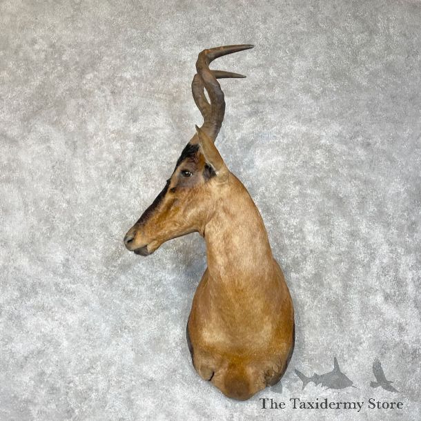 Red Cape Hartebeest Shoulder Mount For Sale #28336 @ The Taxidermy Store