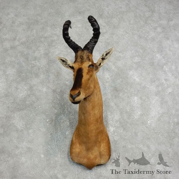 Red Hartebeest Shoulder Mount For Sale #17632 @ The Taxidermy Store