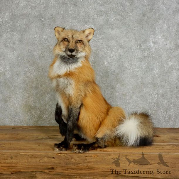 Red Cross Fox Life-Size Mount For Sale #17038 @ The Taxidermy Store