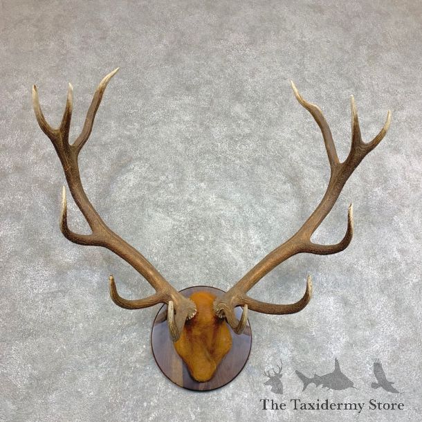 Red Deer Plaque Taxidermy Mount For Sale #21943 @ The Taxidermy Store