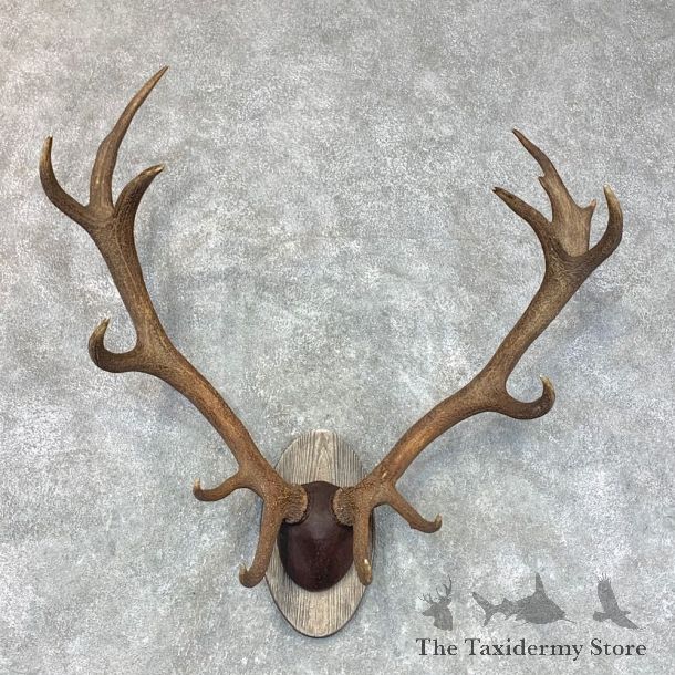 Red Deer Plaque Taxidermy Mount For Sale #22649 @ The Taxidermy Store