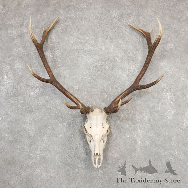 Red Deer Skull Antler European Mount For Sale #20323 @ The Taxidermy Store