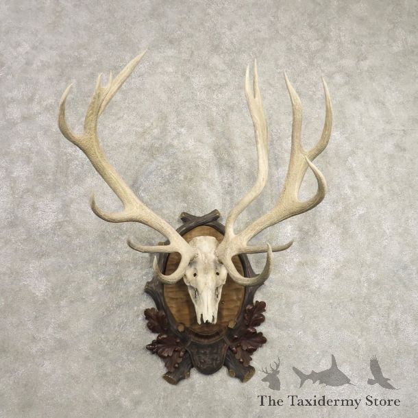 Red Deer Skull Antler European Mount For Sale #20488 @ The Taxidermy Store