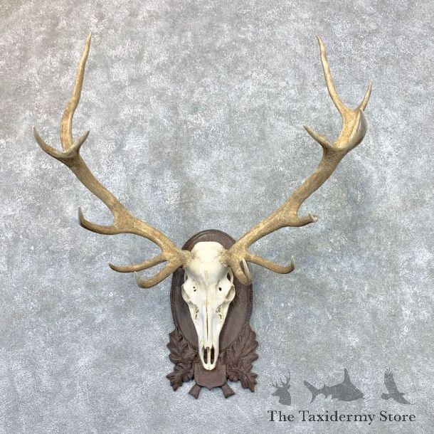 Red Deer Skull Antler European Mount For Sale #22570 @ The Taxidermy Store