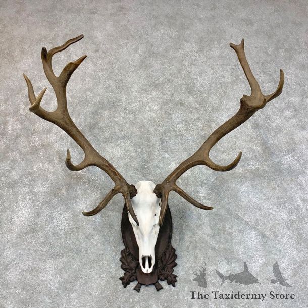 Red Deer Skull Antler European Mount For Sale #22782 @ The Taxidermy Store