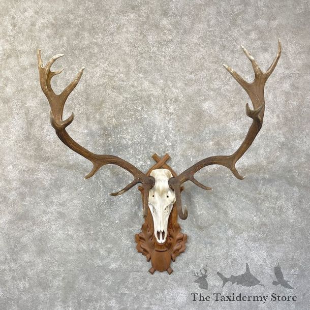 Red Deer Skull Antler European Mount For Sale #25140 @ The Taxidermy Store