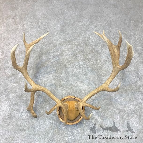 Red Deer Stag Plaque Mount For Sale #23710 @ The Taxidermy Store