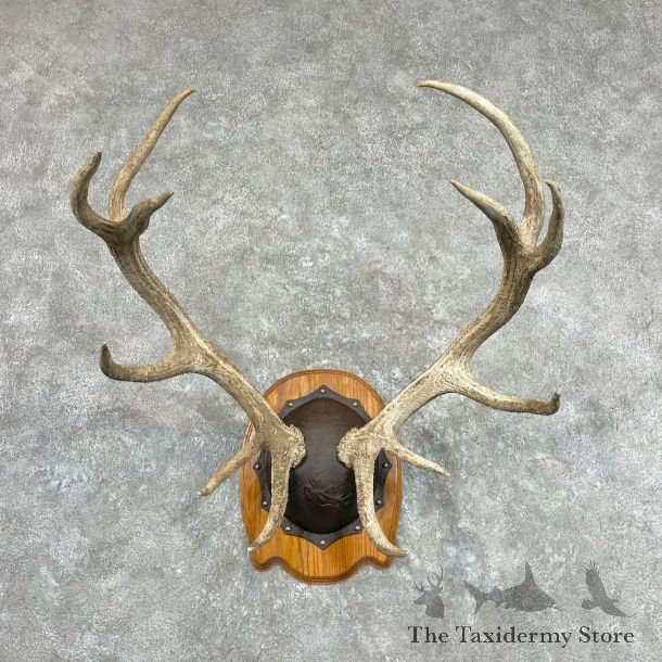 Red Deer Stag Plaque Mount For Sale #27080 @ The Taxidermy Store