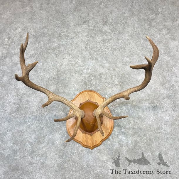 Red Deer Stag Plaque Mount For Sale #27082 @ The Taxidermy Store