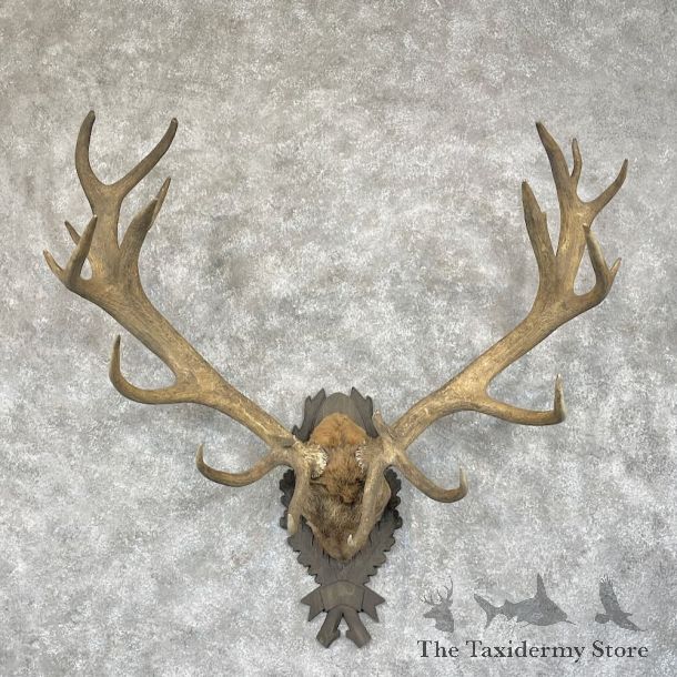 Red Deer Stag Plaque Mount For Sale #28300 @ The Taxidermy Store