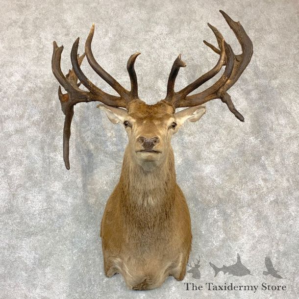 Red Deer Stag Shoulder Mount For Sale #23129 @ The Taxidermy Store