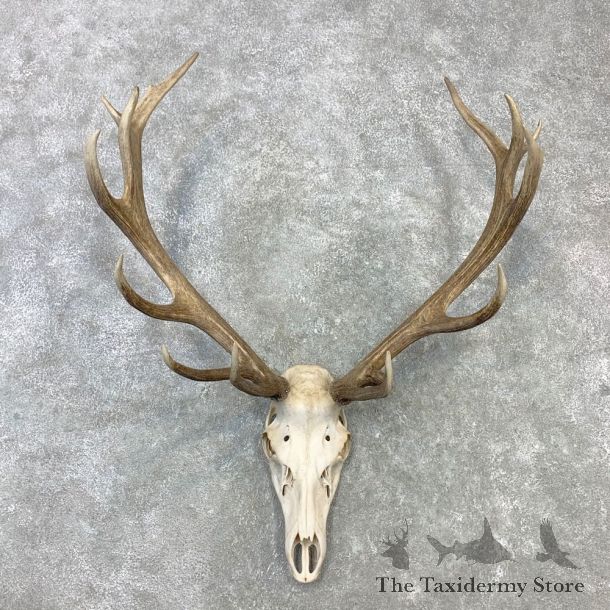 Red Deer Stag Skull European Mount For Sale #23099 @ The Taxidermy Store