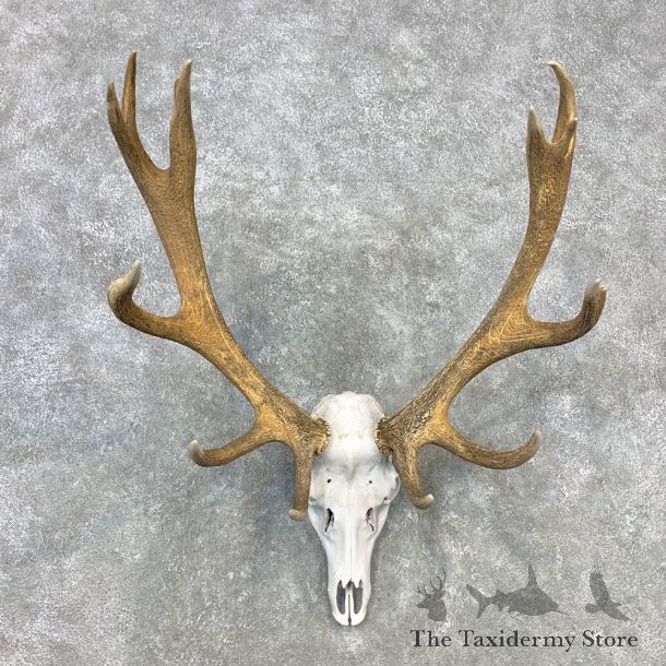 Red Deer Stag Skull European Mount For Sale #23280 @ The Taxidermy Store