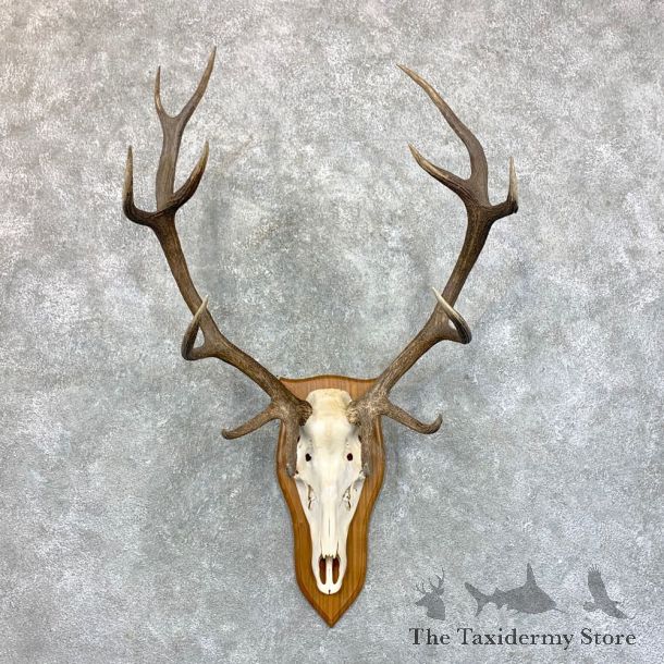 Red Deer Stag Skull European Mount For Sale #23555 @ The Taxidermy Store