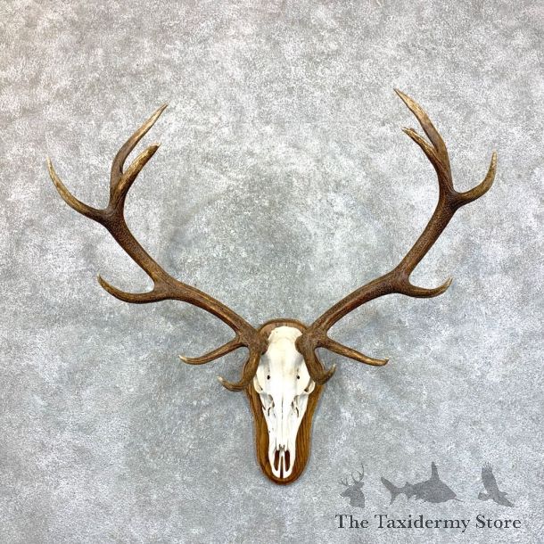 Red Deer Stag Skull European Mount For Sale #23556 @ The Taxidermy Store