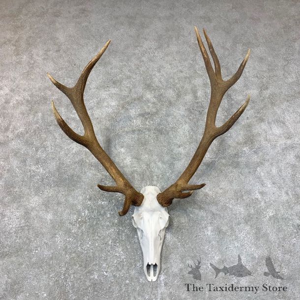 Red Deer Stag Skull European Mount For Sale #23726 @ The Taxidermy Store