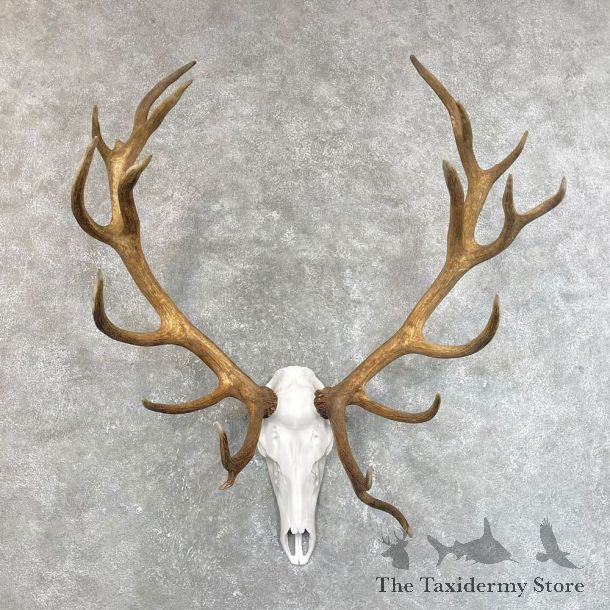 Red Deer Stag Skull European Mount For Sale #24199 @ The Taxidermy Store