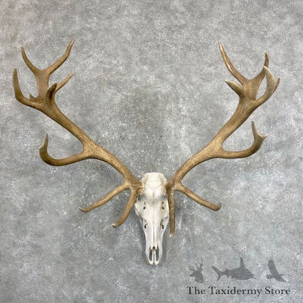 Red Deer Stag Skull European Mount For Sale #24247 @ The Taxidermy Store