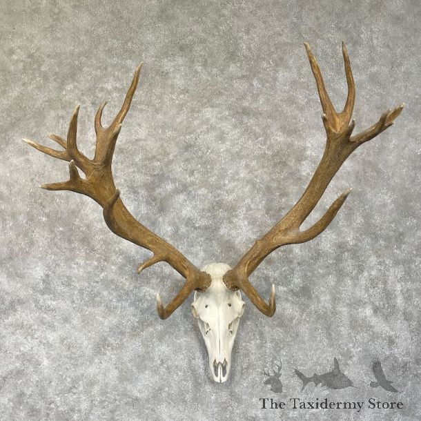 Red Deer Stag Skull European Mount For Sale #28296 @ The Taxidermy Store