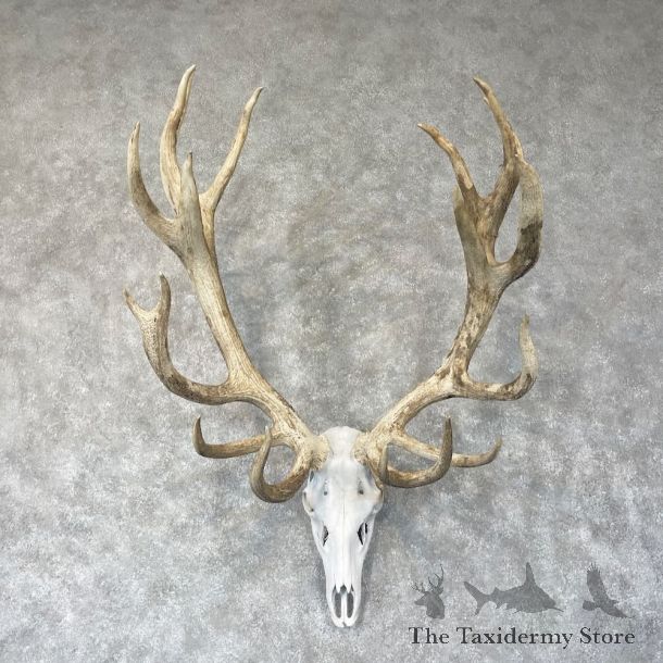 Red Deer Stag Skull European Mount For Sale #24247 @ The Taxidermy Store