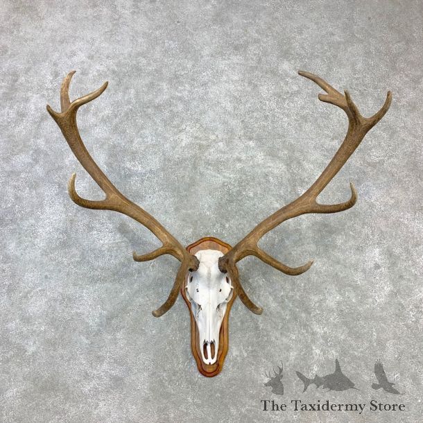 Red Deer Stag Skull European Plaque Mount For Sale #23098 @ The Taxidermy Store