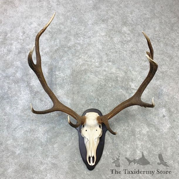 Red Deer Stag Skull European Plaque Mount For Sale #23100 @ The Taxidermy Store