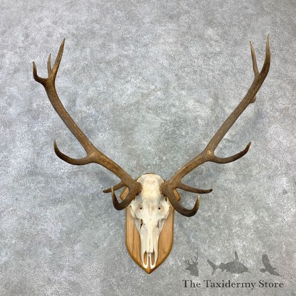Red Deer Stag Skull European Plaque Mount For Sale #23101 @ The Taxidermy Store