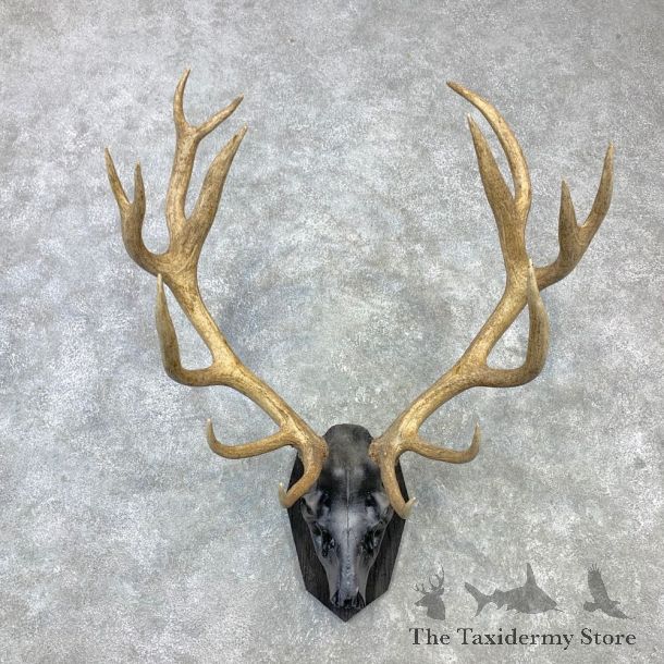 Red Deer Stag Skull European Plaque Mount For Sale #23104 @ The Taxidermy Store